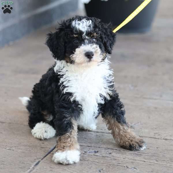 Lyle, Mini Bernedoodle Puppy